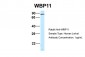 WBP11 antibody - N-terminal region